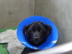 17760820_1047015052109328_747886669757512553_o