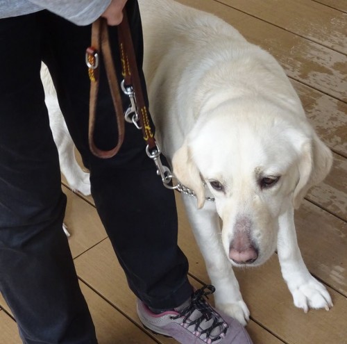 17795840_1047904572020376_5847700115831588938_n