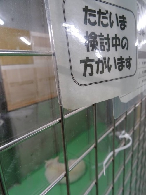 17800345_1047109768766523_4644326899647562771_n