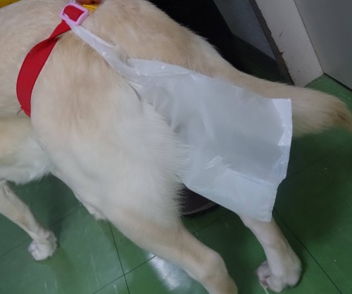 17834380_1047945888682911_3123674509388679323_o