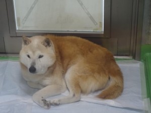 17834739_1047016242109209_8641190781789739635_o