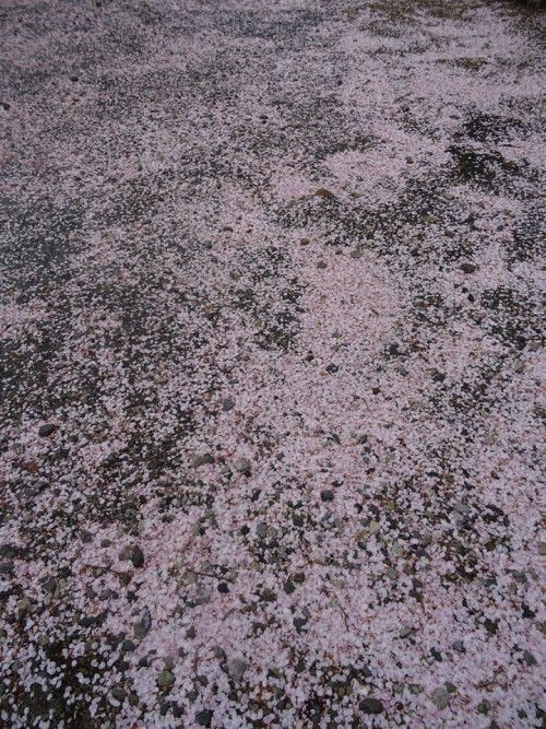 17884634_1054119744732192_5952111104798543132_n