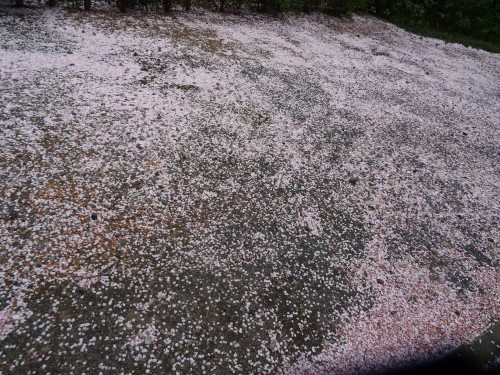 17973711_1054120481398785_8436357823814285994_o