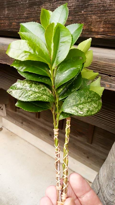 18699944_1083138831830283_2769430603340407730_n