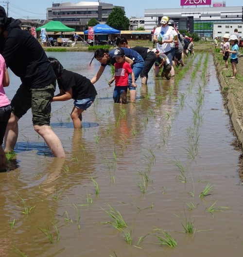 18814359_1088360044641495_4734525511331567110_n